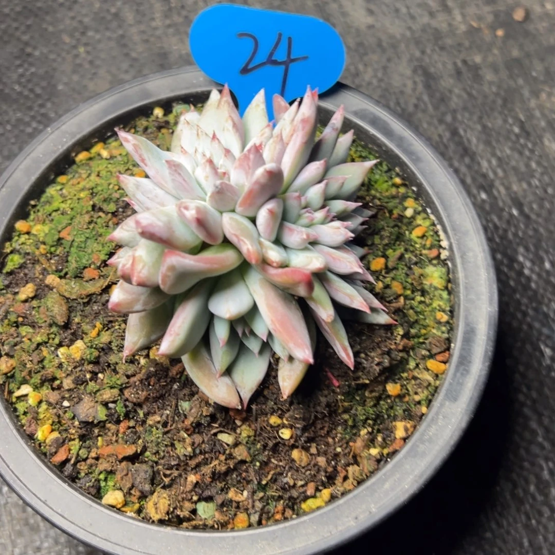 深***明24号祖母绿缀多肉植物150