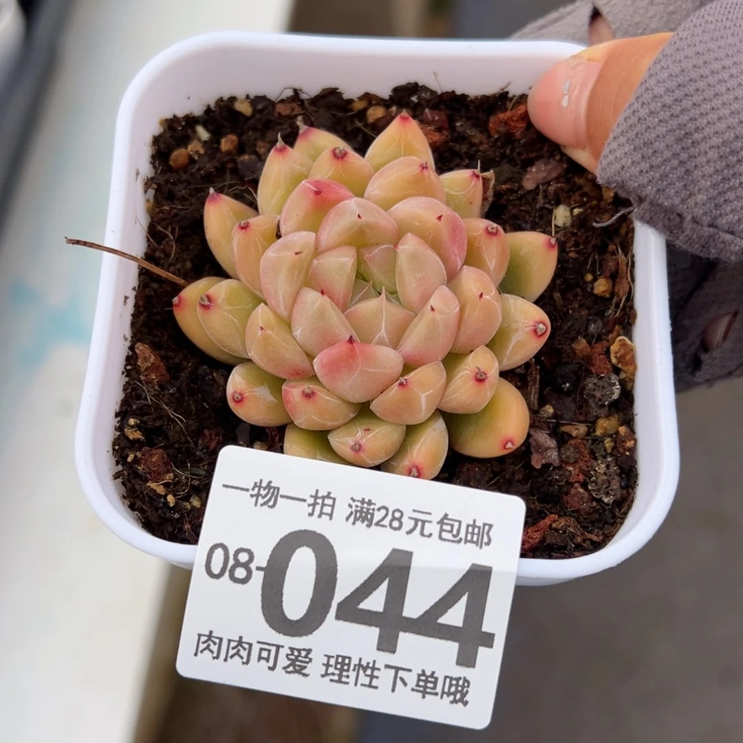 冰山珍妮多肉多肉多肉