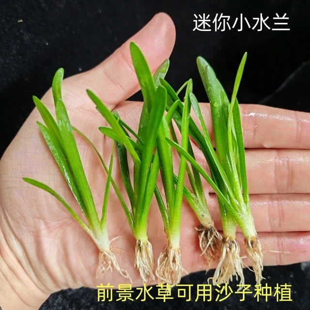 迷你小水兰鱼缸前景阴性水草原生溪流缸新手入门不用二氧化碳真草