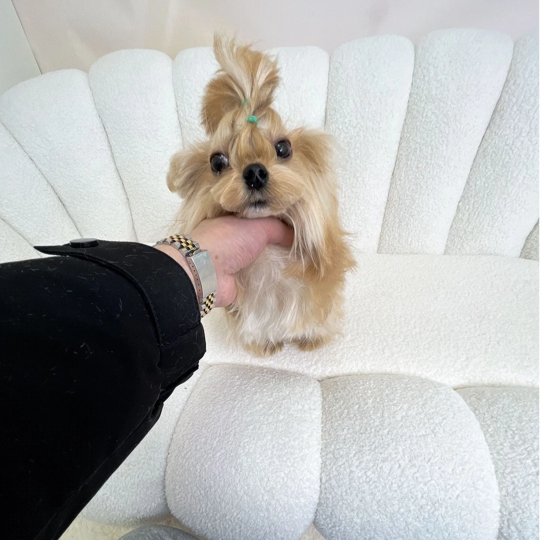 八个月全金约克夏弟弟可爱包纯种健康2523支持平台交易