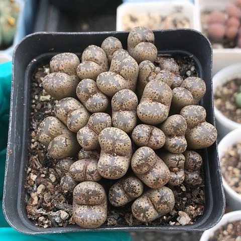 多肉肉锥 巧克力勋章