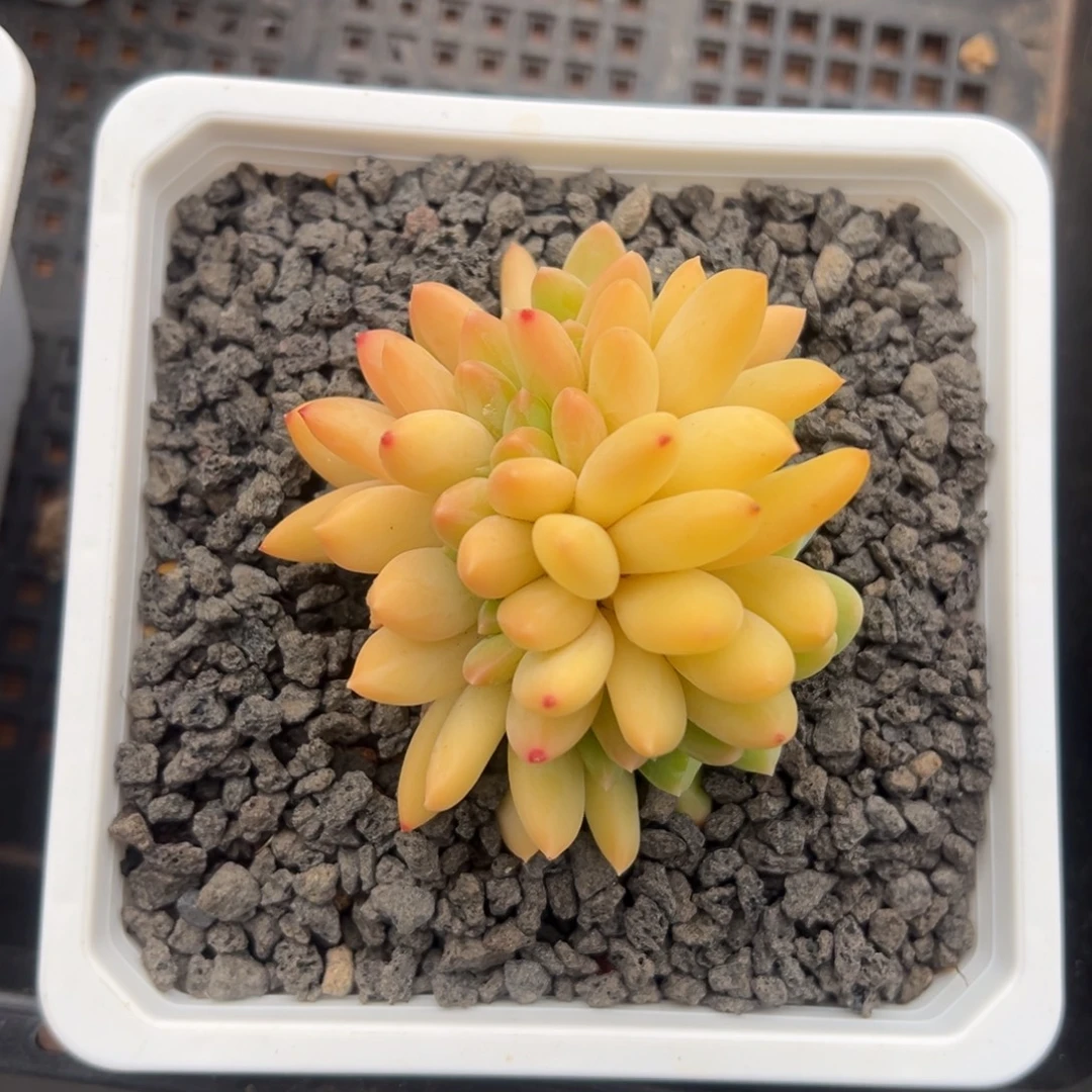 张张精品多肉海洋之歌