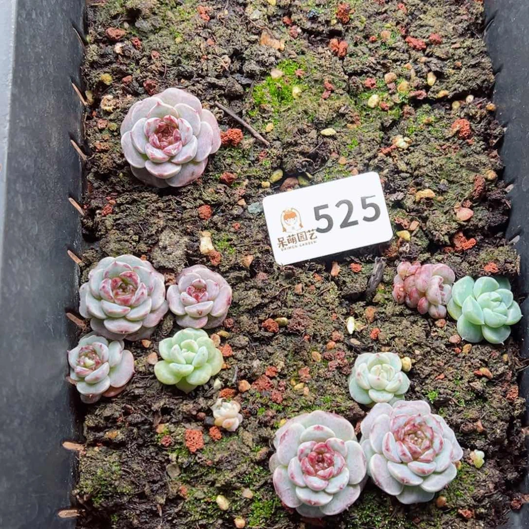 梦**楼多肉植物多肉植物