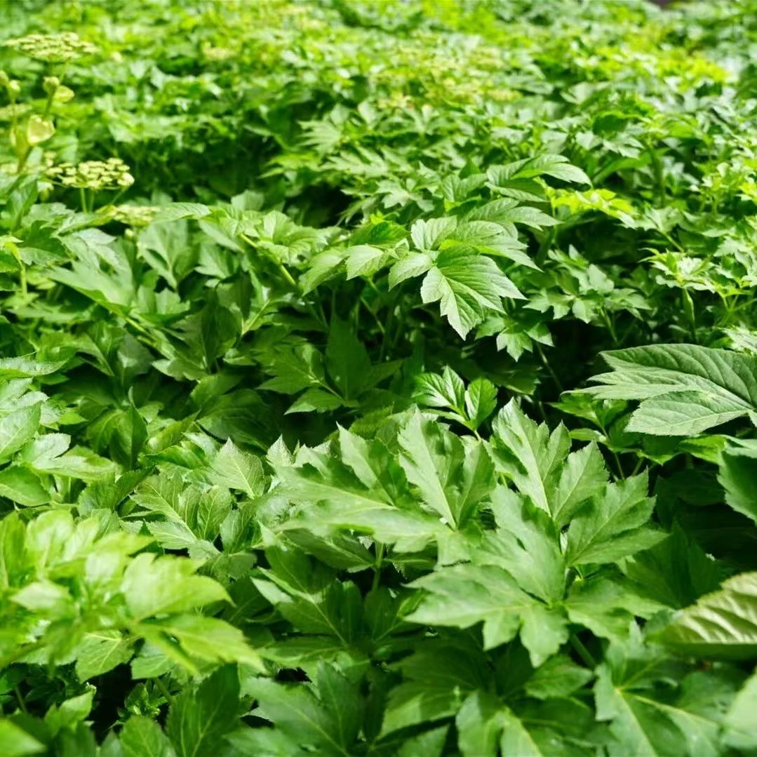 咸草长寿草原土小盆栽小苗 新鲜发货四季可种易成活四季可种