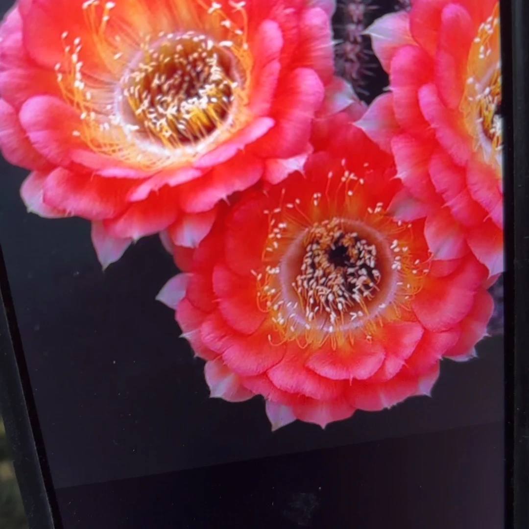 1537丽花侧牙20包邮仙人球29