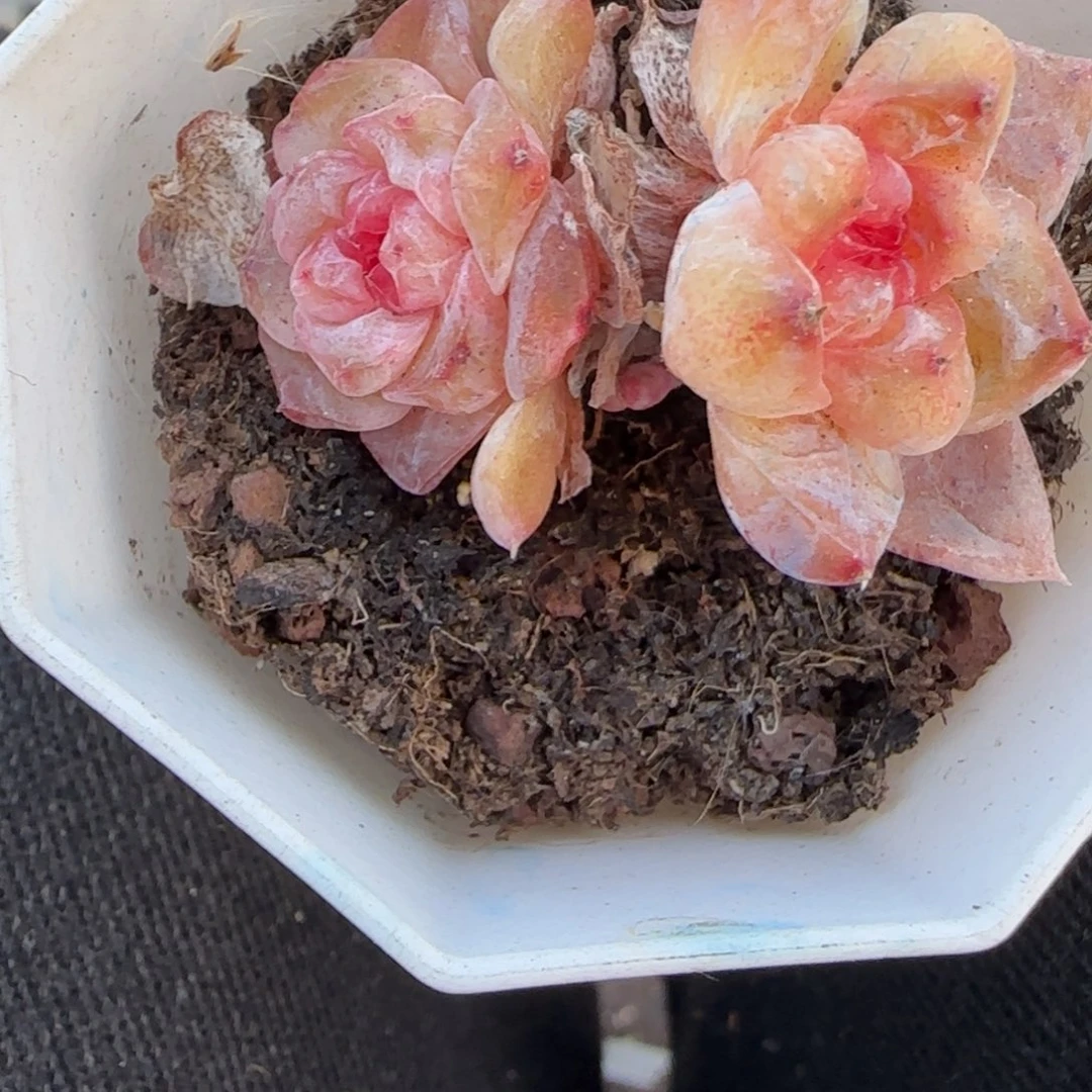 小卡拉米糖心一物一拍