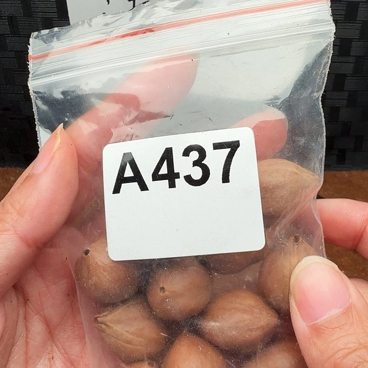 彩***爷手串/手链橄榄核橄榄