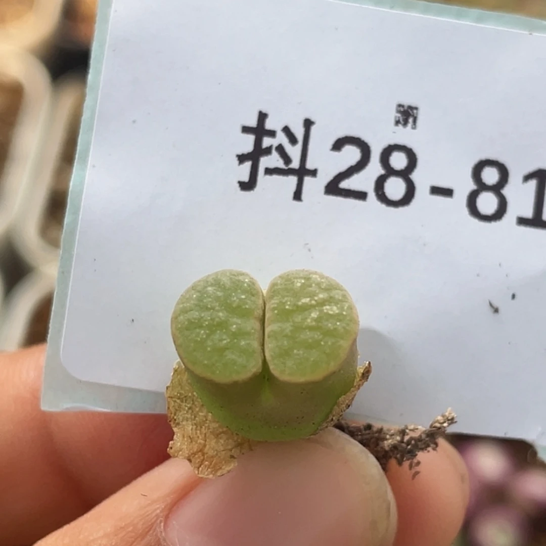 28-81磁铁多肉植物