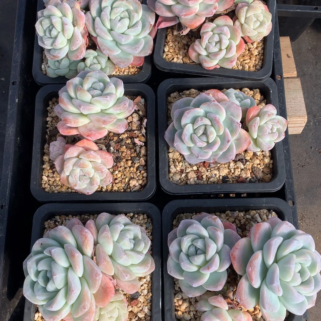1204-03 老桩冰玉3颗 量拍
