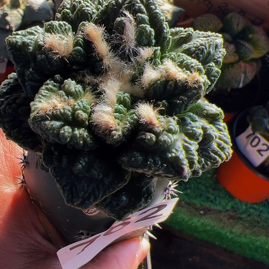 无花朵隔尤龟甲牡丹782