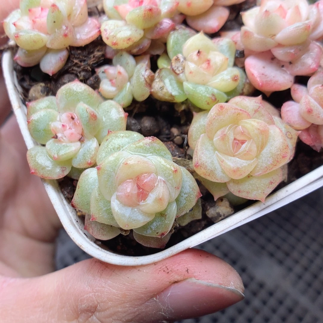 无花朵E66白钻yyyyyyyy
