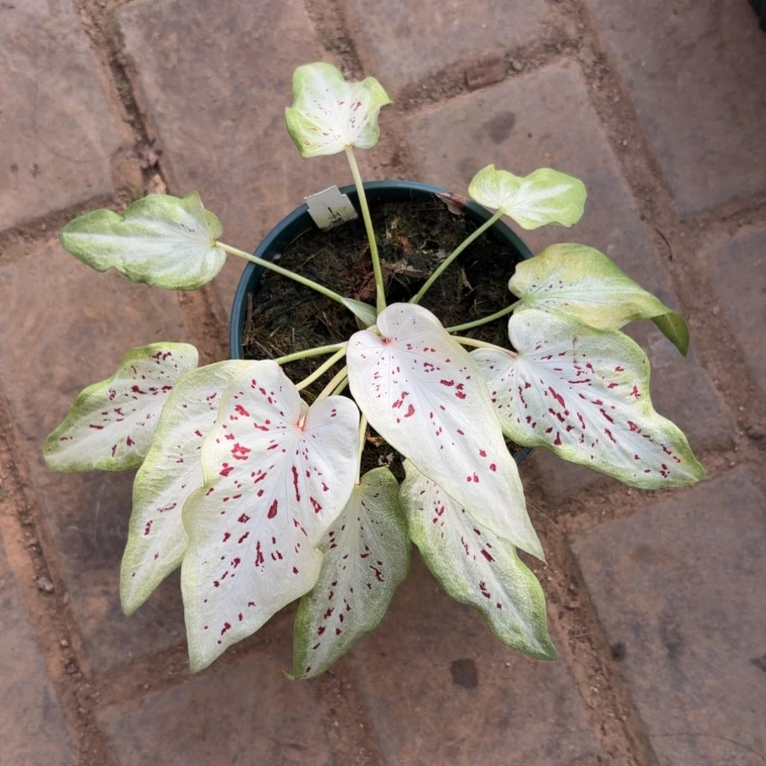 一千颗星星 66-1204