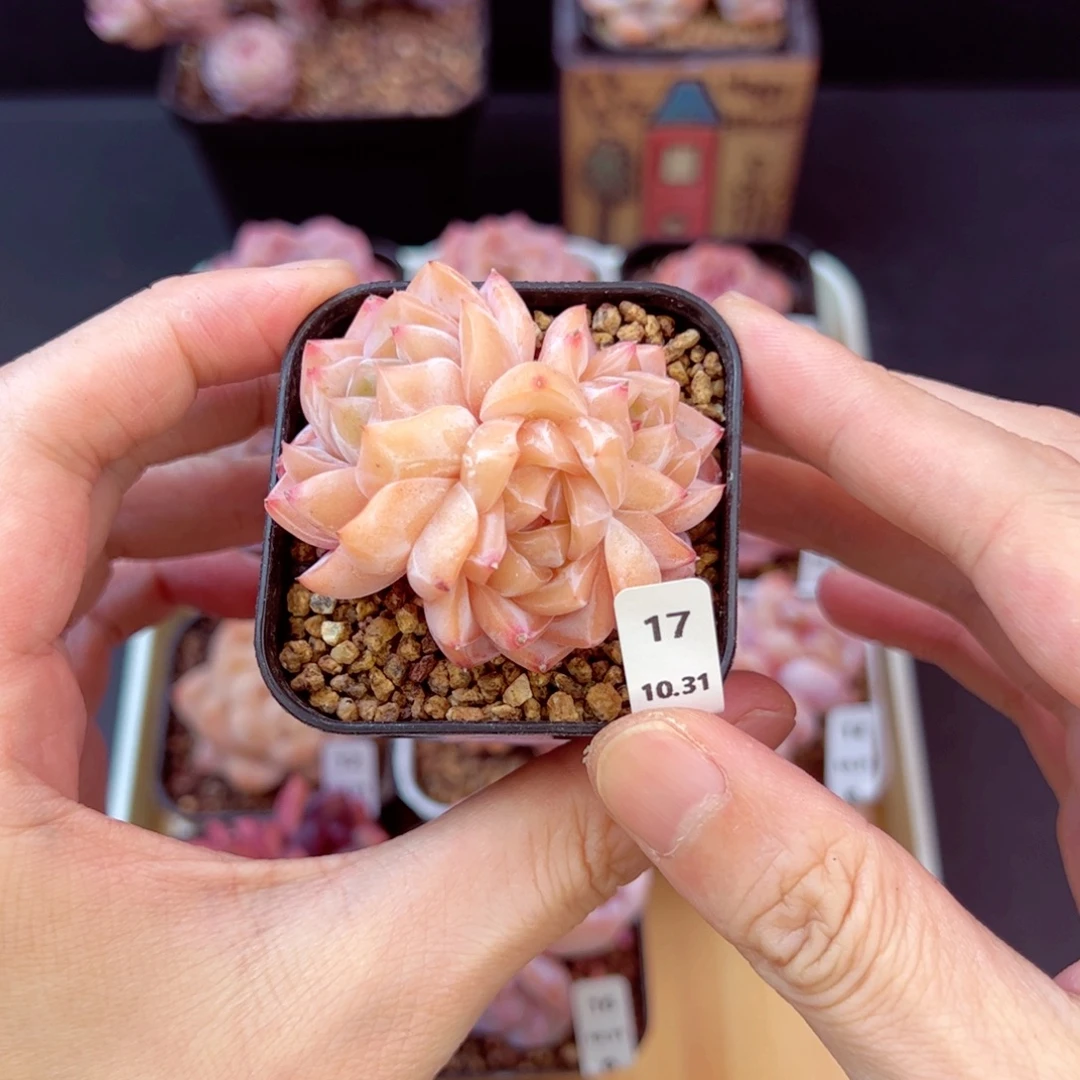 刚毅17、哈哈哈哈哈