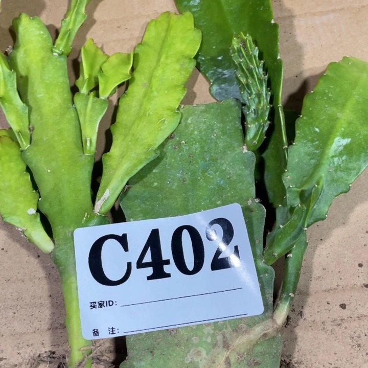 完全开放402小粉