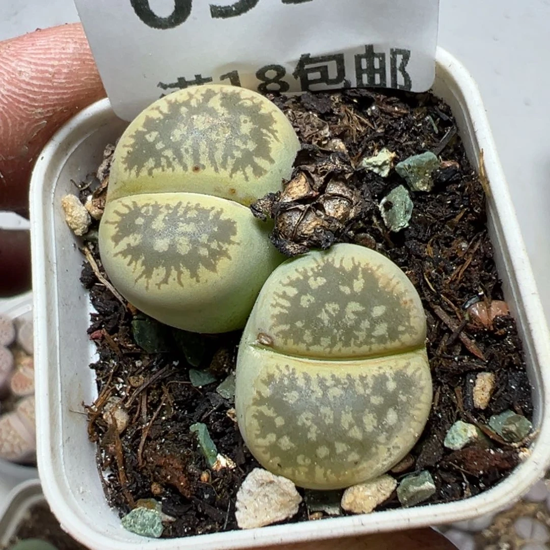 【闪购商品】 653。