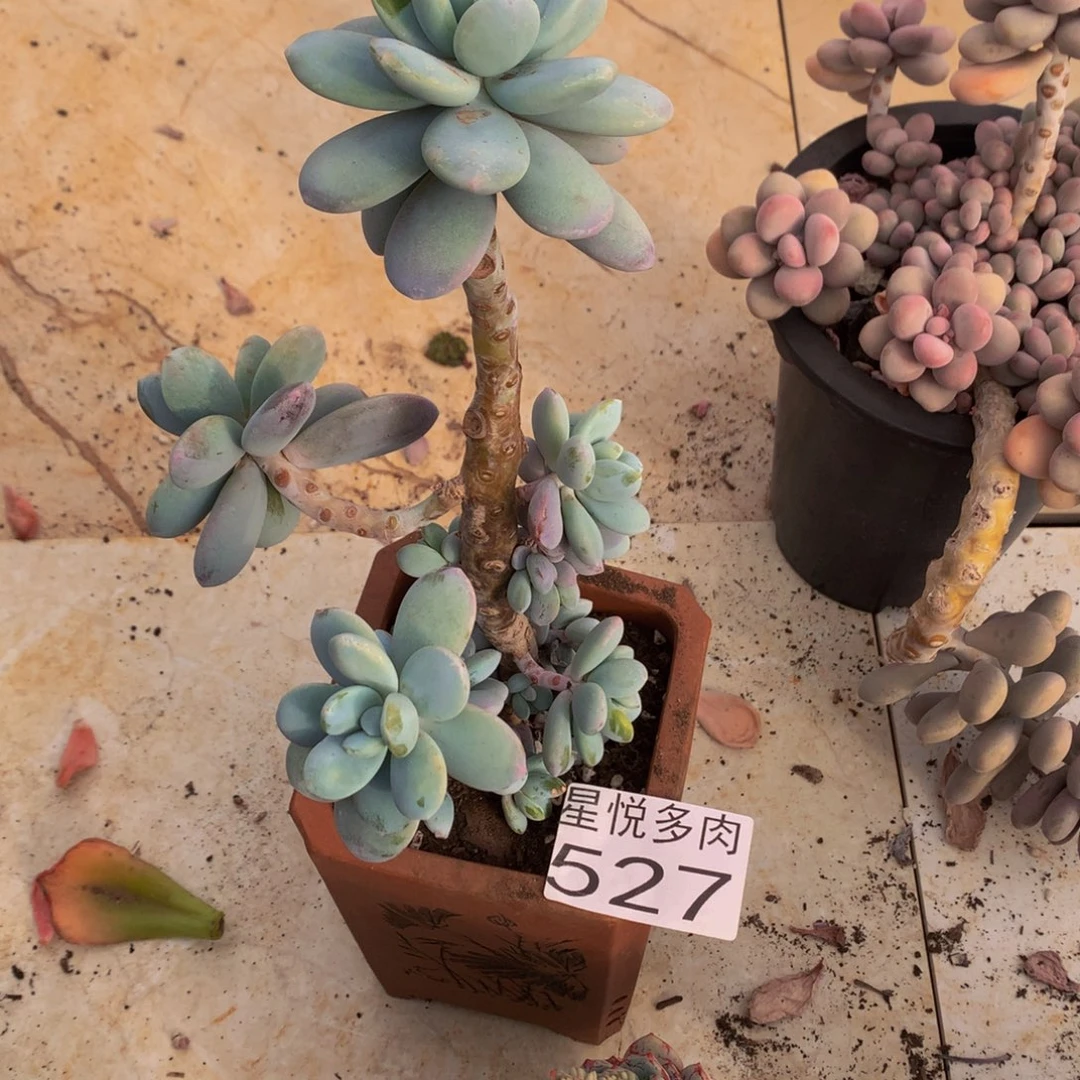 阍*星悦多肉 小桃蛋527