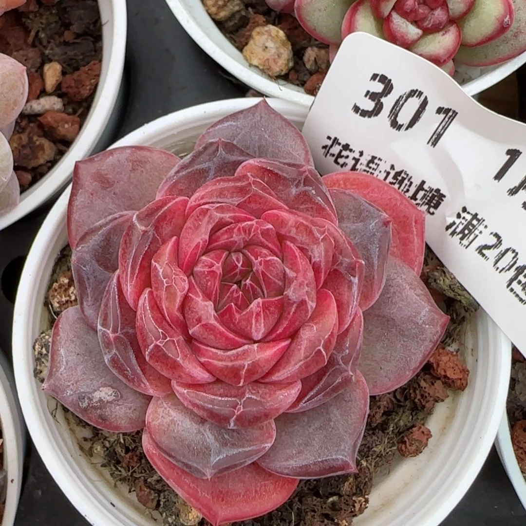 花语逸镜0128-301