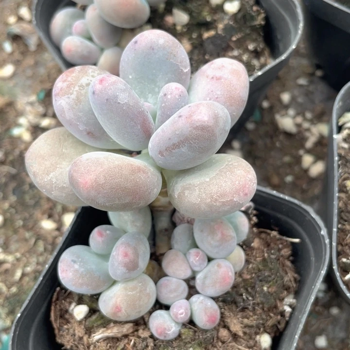 一物一拍满18包邮