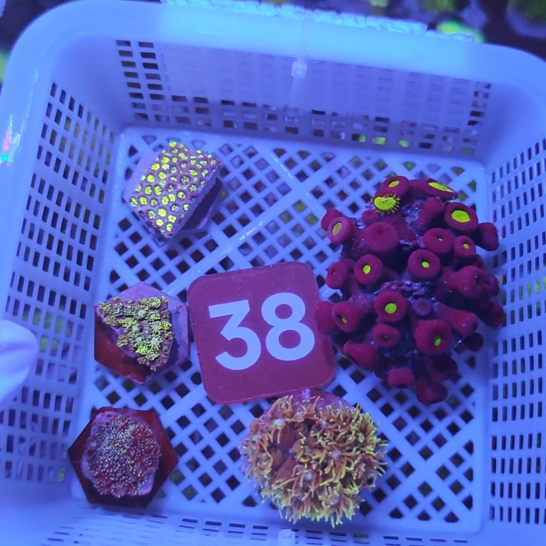 中国大陆38 号框空运