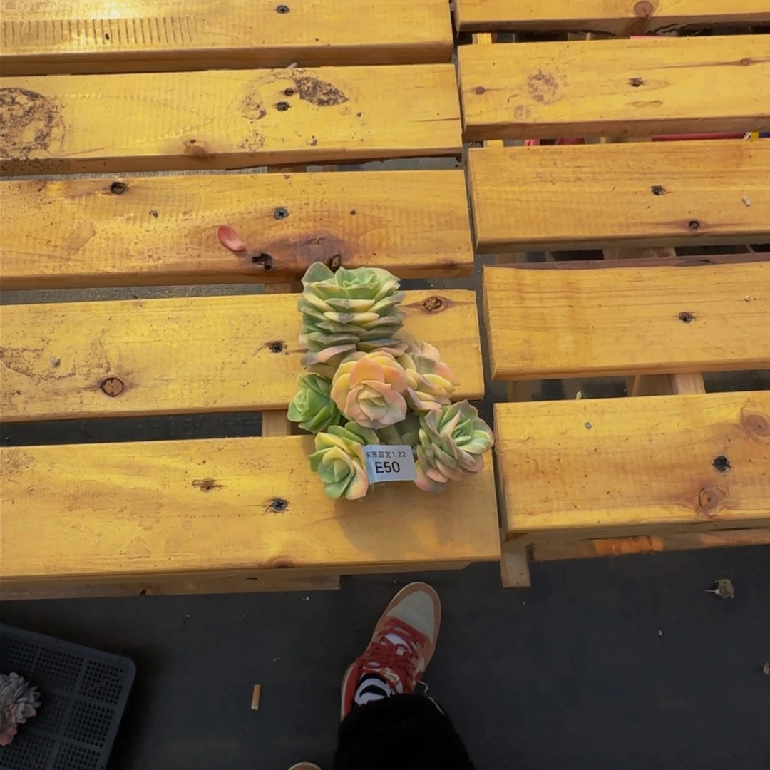 小***悠e e e e e e e e 50