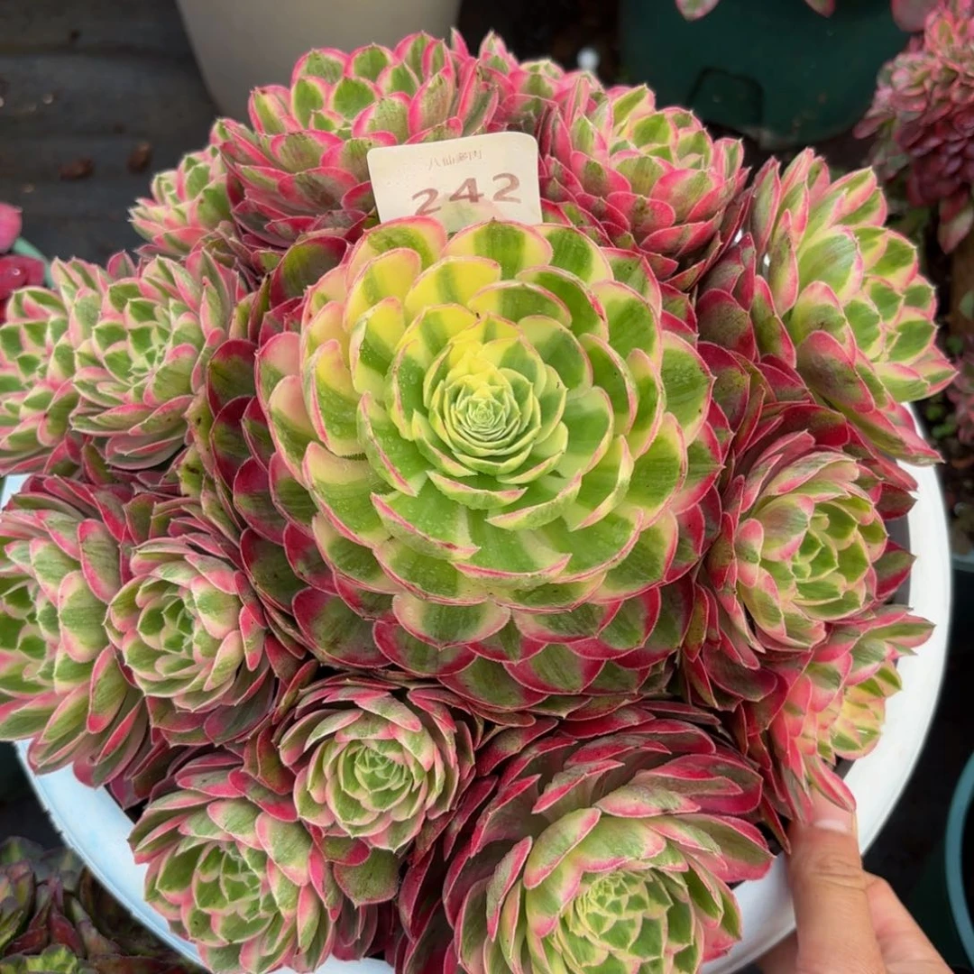 242多肉植物孔雀翎