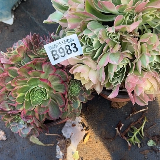 心**水多肉植物两个