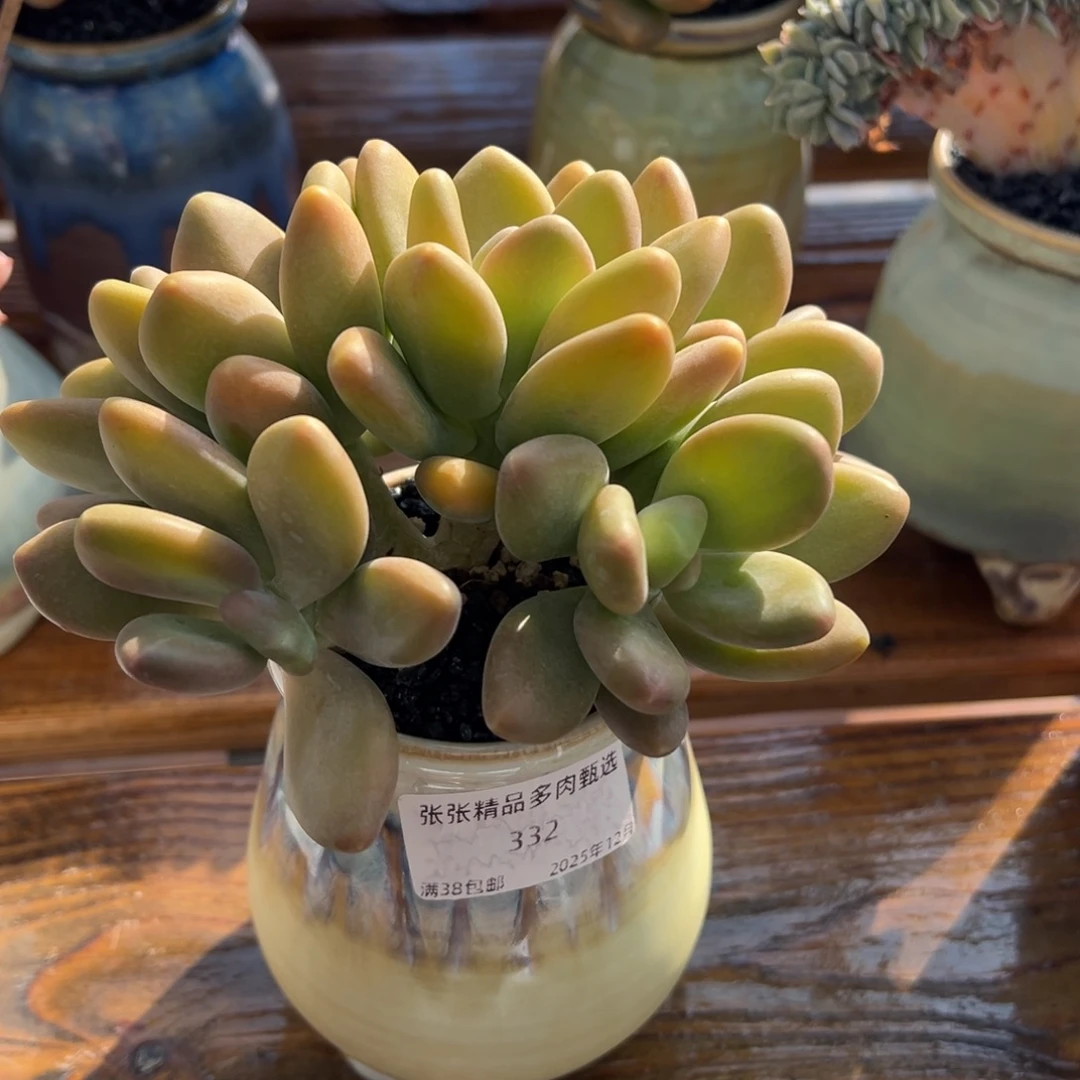 张张精品多肉kk美人