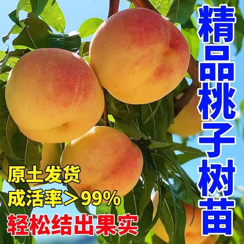 黄桃树桃树果苗嫁接苗冬桃油桃树果苗南方北方种植桃苗当年结果苗