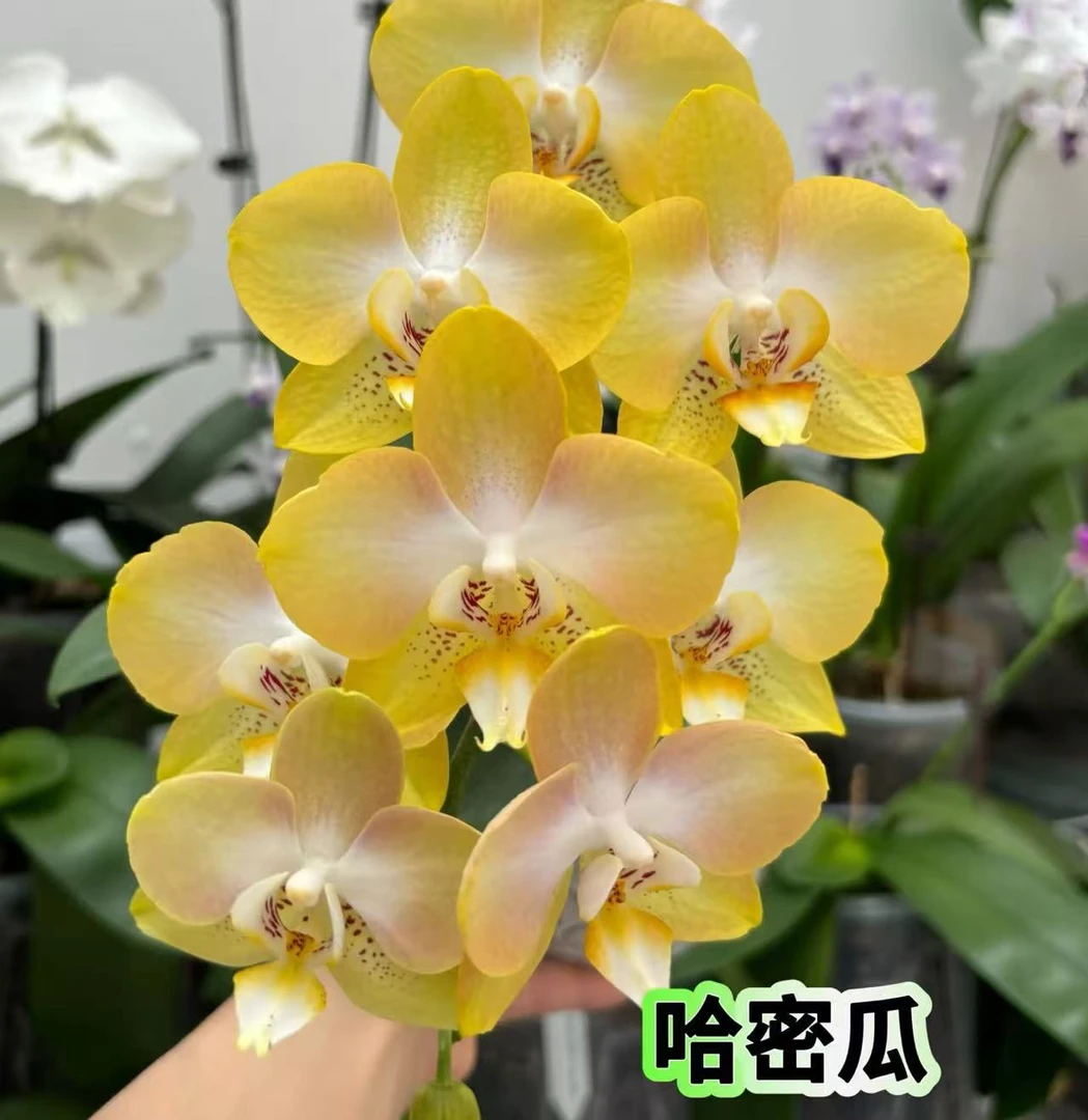 【哈密瓜】精品蝴蝶兰花室内阳台办公室高端花卉绿植盆栽年宵花