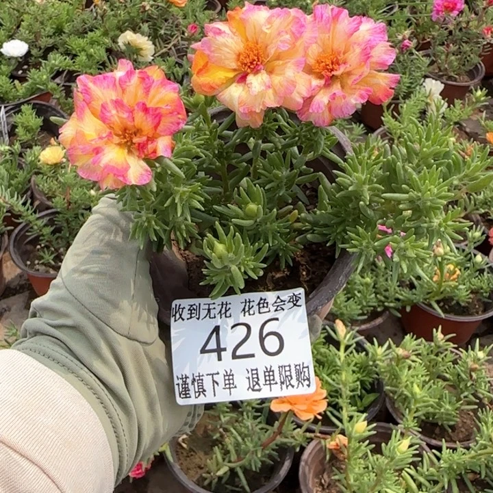 全部花朵426彩蝶小苗盆口10cm