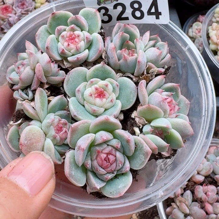 多肉植物多肉植物