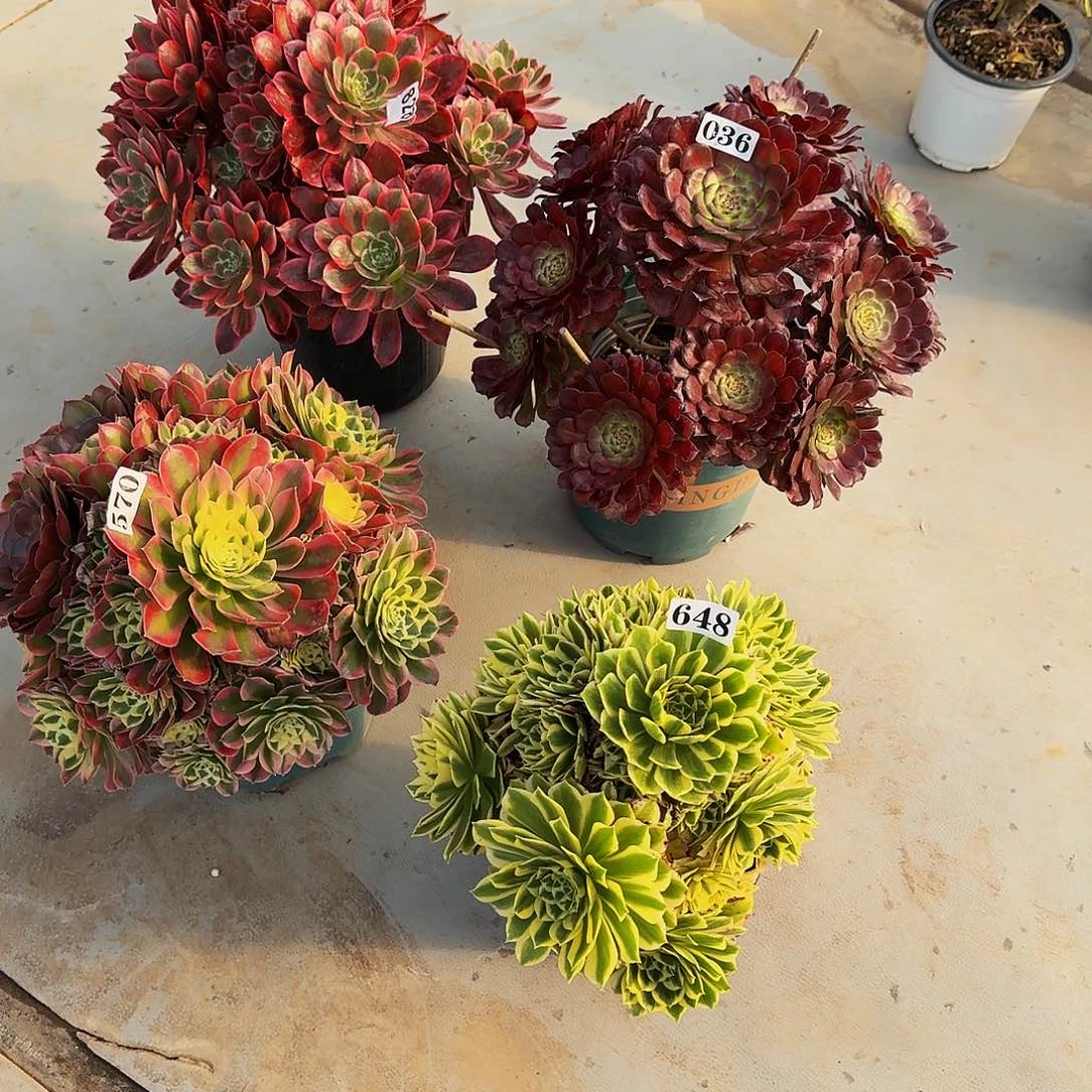 0000648艳凝多肉植物