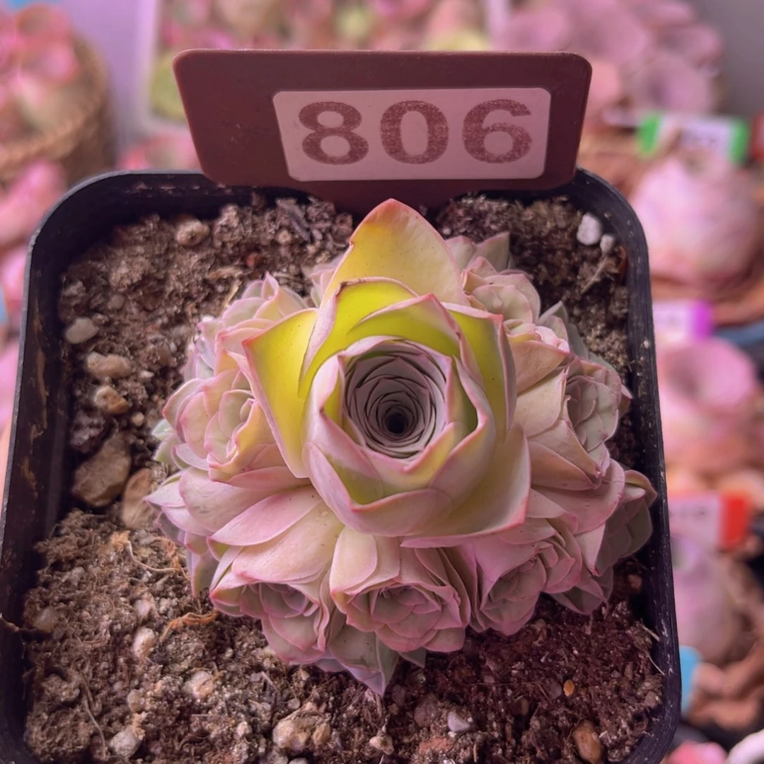 紫芙玫瑰群一物一拍806