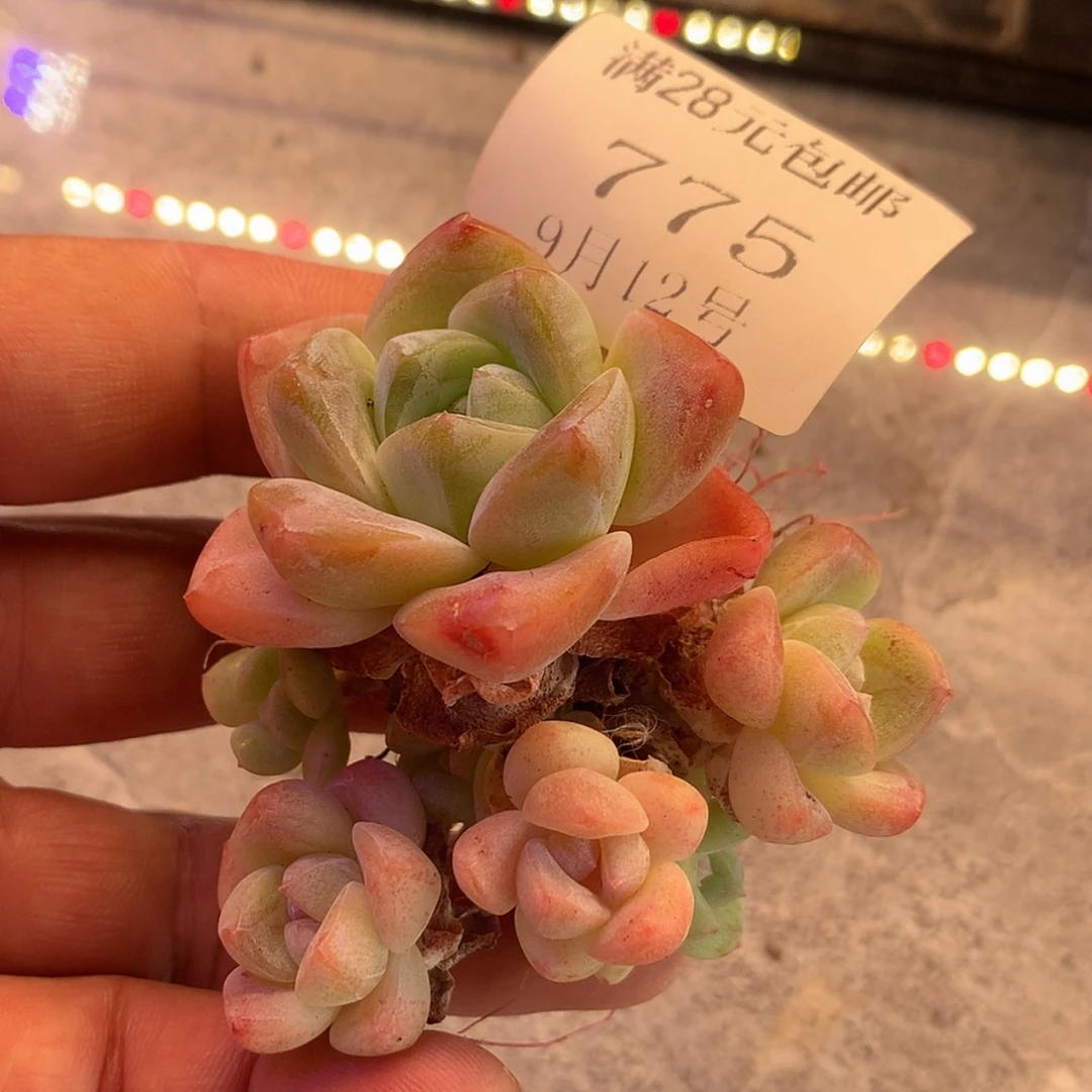 【闪购商品】云775号冰玉小脸群7头