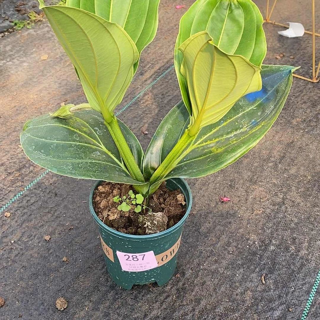 木本植物F****)木本花卉287