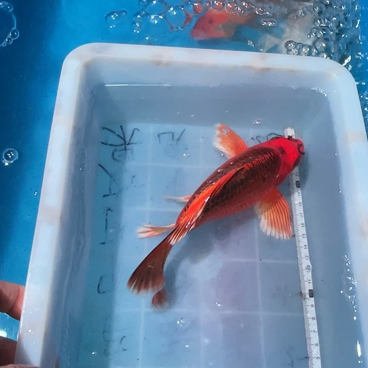 蝴蝶鲤鱼渔场直发11