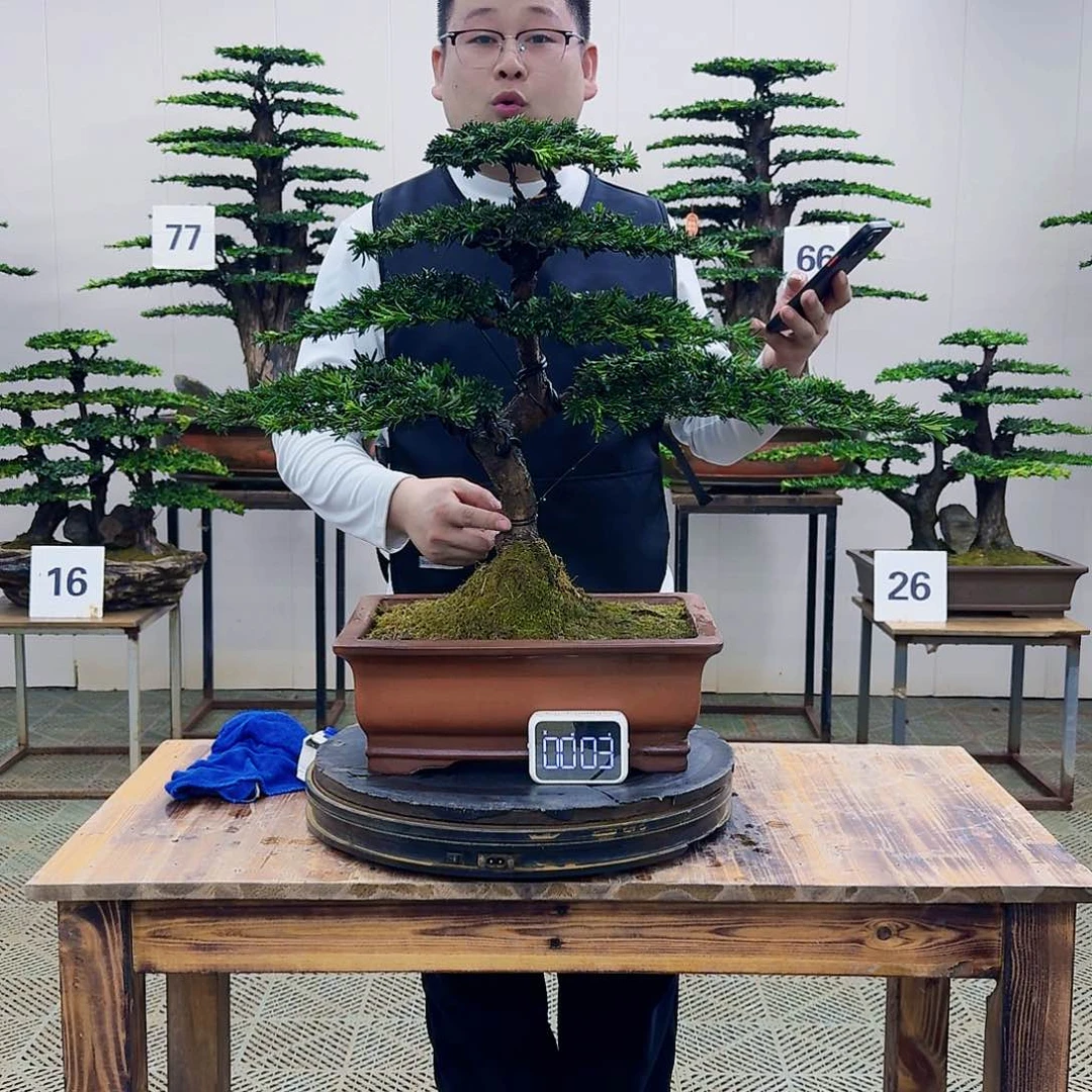 盆景米叶罗汉松盆景