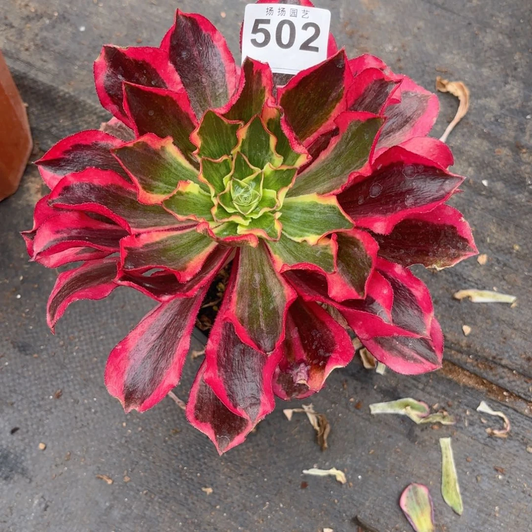 ?*123  502多肉法师