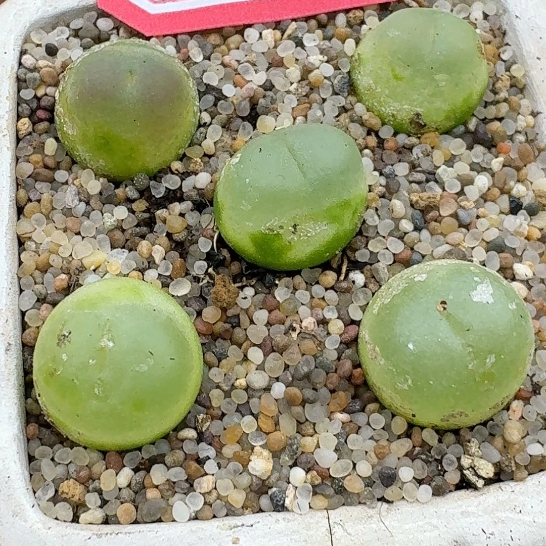 12拉拉3年的多肉哈哈哈哈哈