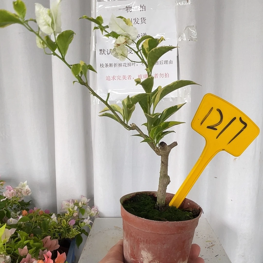 当前无花栽培后可以开花1217金边白雪掌中宝