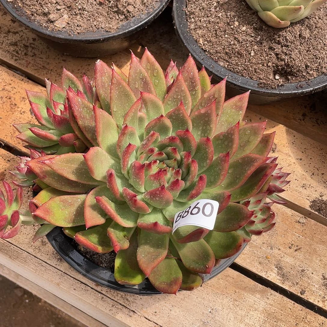 若如东云单拍B860