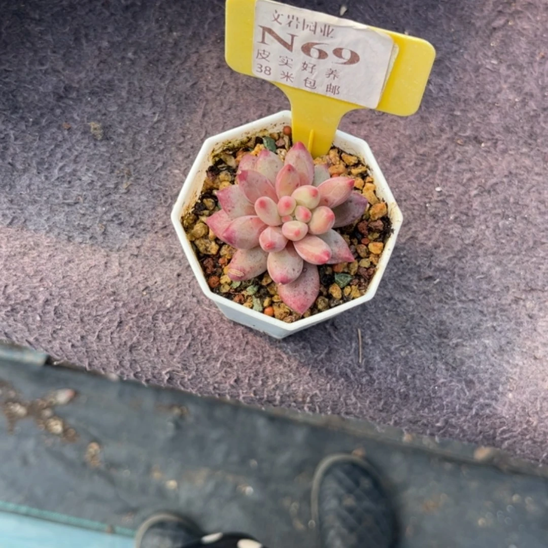 仙*✨多肉植物1111车厘子111