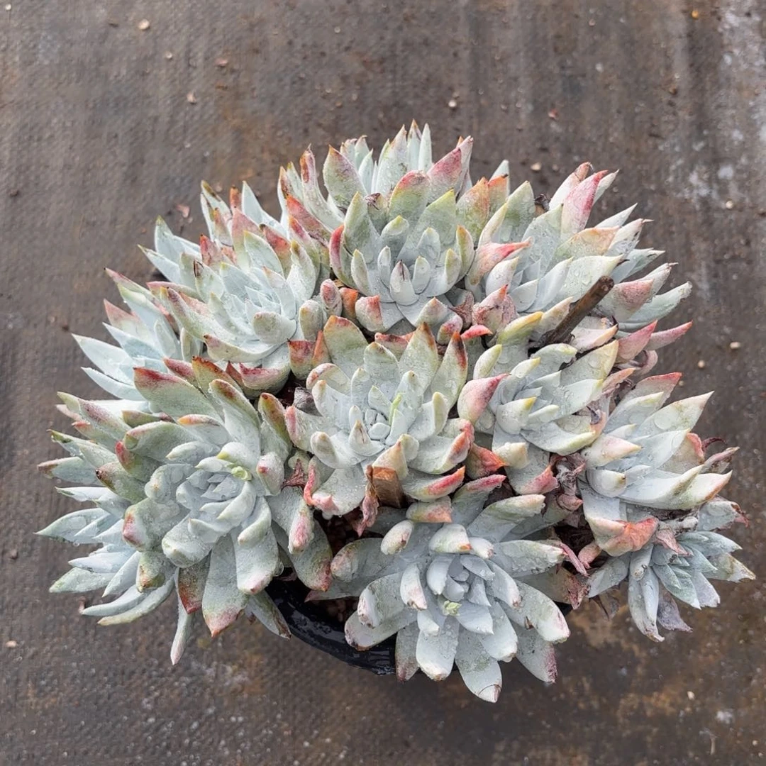 雪山杂，仙女杯多肉