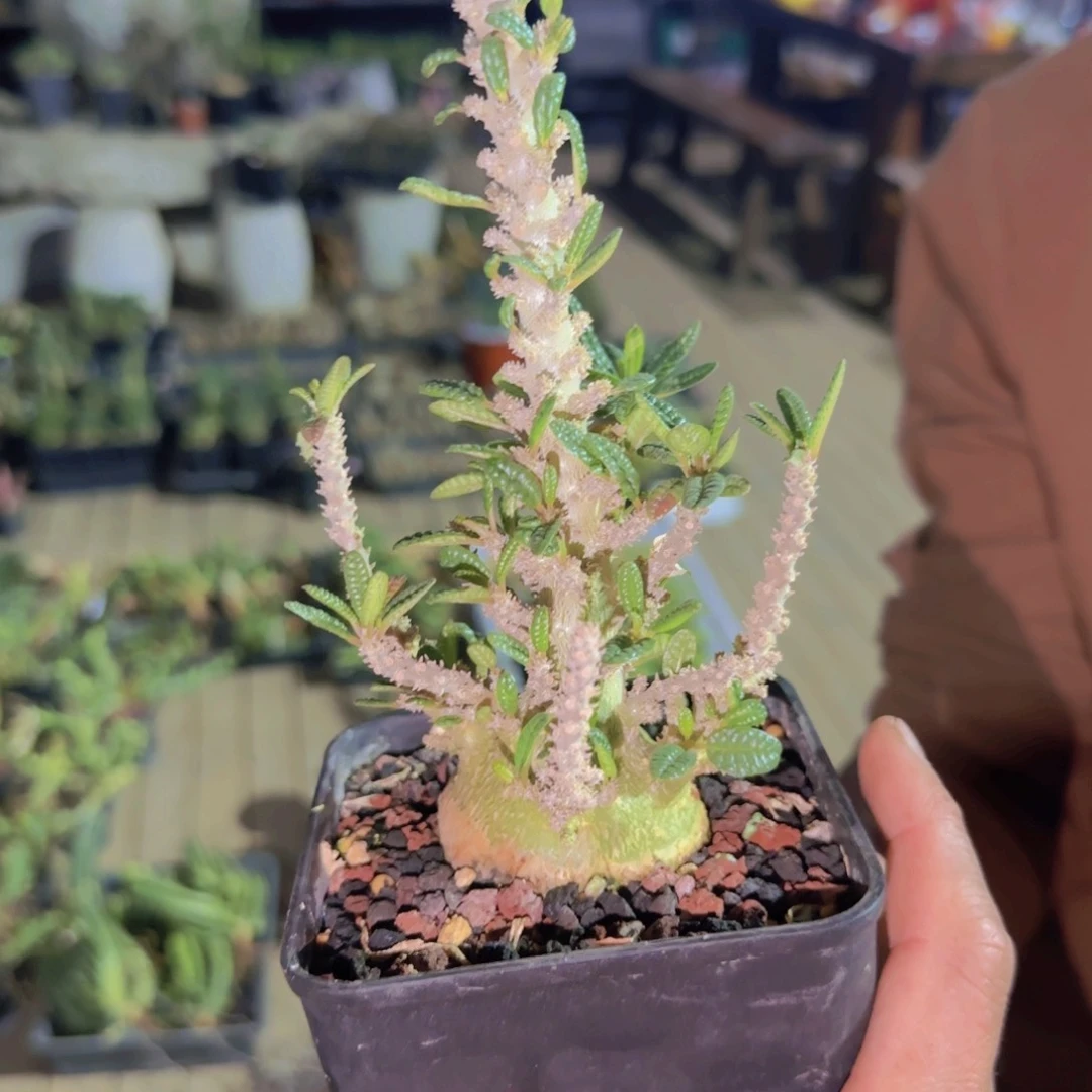 猪***员块根植物块根植物