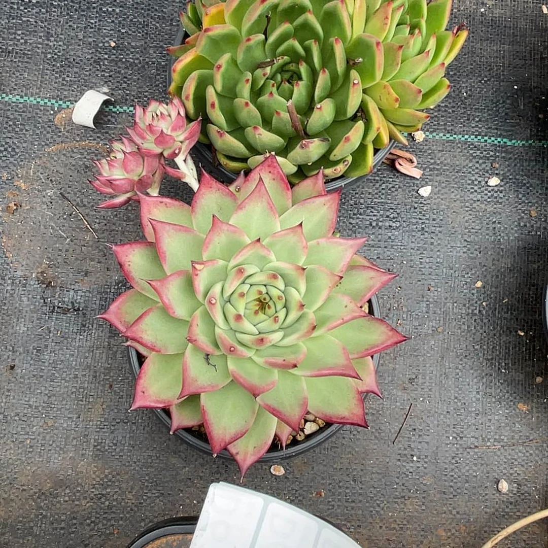 若如东云组拍D603