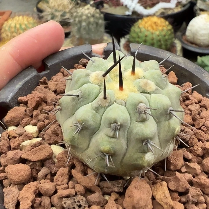 无花朵欧系实生单刺孤龙3.9