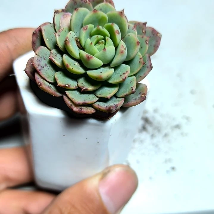 满6元包邮，玛卡迪