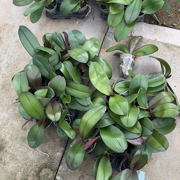 完全开放杨教授 交品 3.0加高 带花件