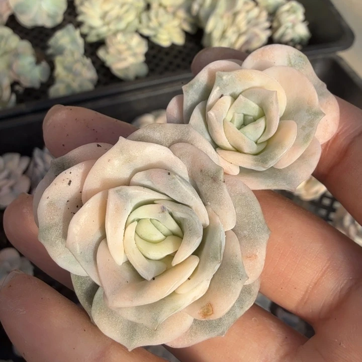 可爱玫瑰锦一颗的价格