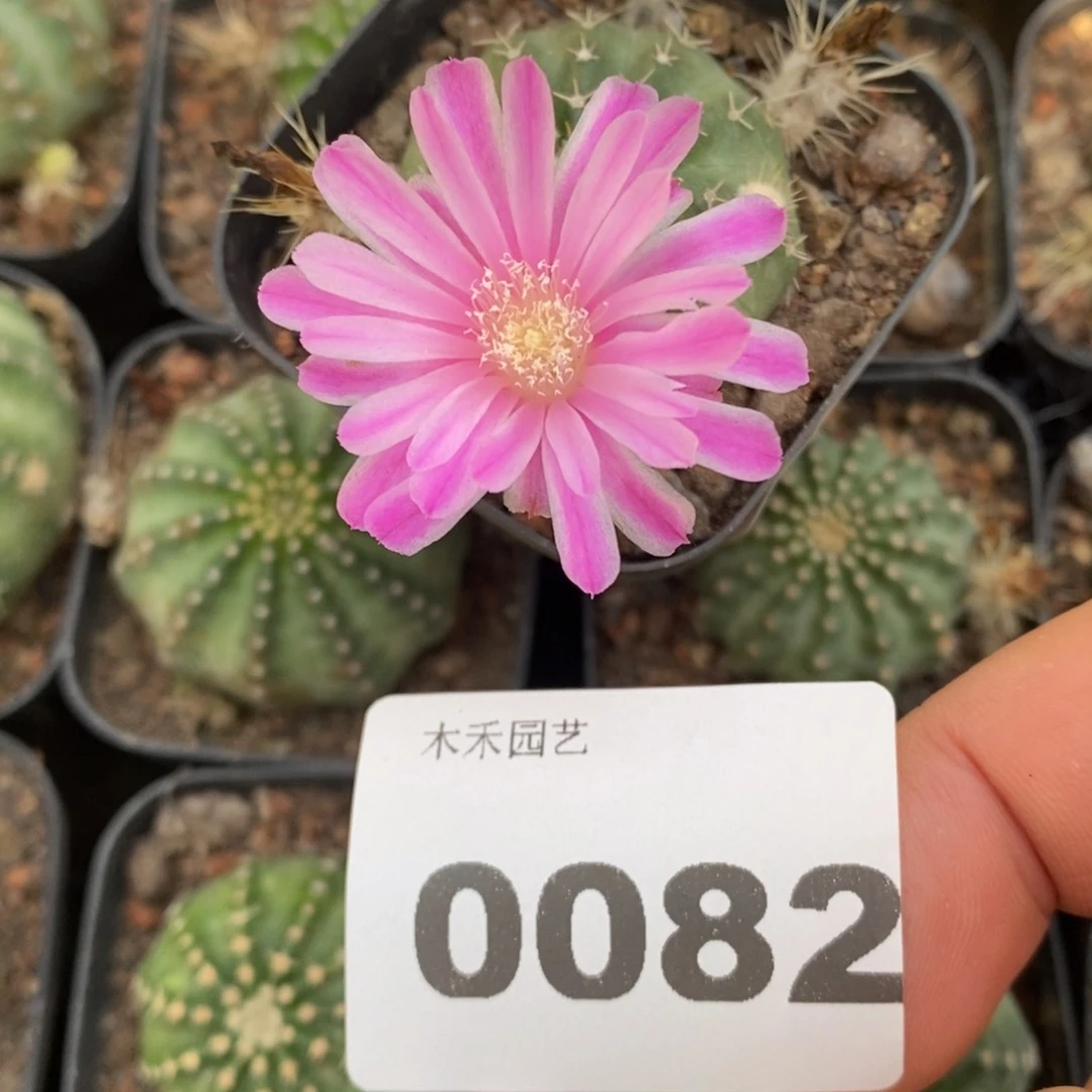 细瓣玫粉自根明石虾0082